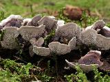 Phellodon melaleucus 