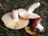 Russula velenovskyi 