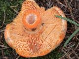 Lactarius salmonicolor 