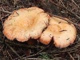 Lactarius salmonicolor