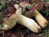 Russula viscida