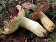 foto Karel Tejkal foto Karel Tejkal