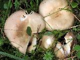 Russula firmula 