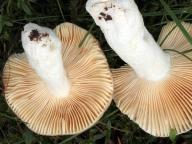 foto Karel Tejkal