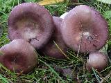 Russula firmula 