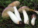 Russula firmula