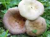 Russula firmula 