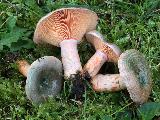 Lactarius semisanguifluus 