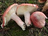 Russula sanguinaria