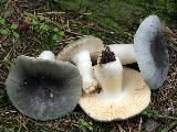 Russula parazurea Russula parazurea