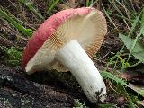Russula rubroalba