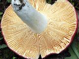 Russula rubroalba