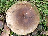 Russula amoenolens