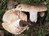 Russula amoenolens