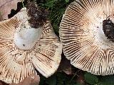 Russula amoenolens