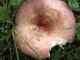 Russula firmula 