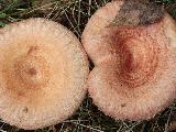 Lactarius torminosus