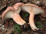 Lactarius torminosus