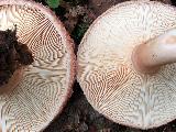 Lactarius torminosus