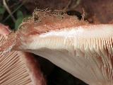Lactarius torminosus