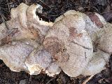 Lactarius circellatus