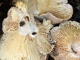 Lactarius circellatus
