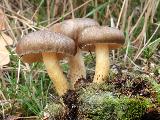 Hygrophorus hypothejus 