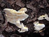 Trametes ochracea