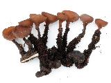 Dumontinia tuberosa