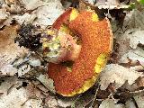 Sutorius luridiformis 