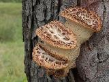 Polyporus squamosus