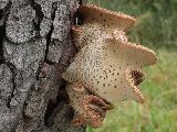 Polyporus squamosus 