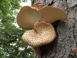 Polyporus squamosus