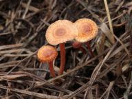 foto Karel Tejkal foto Karel Tejkal