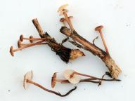 foto Karel Tejkal foto Karel Tejkal