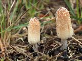 Coprinellus xanthothrix 