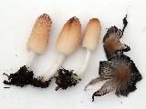 Coprinellus xanthothrix