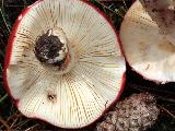 Russula rosea