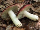 Russula atropurpurea 