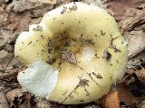 Russula atropurpurea 