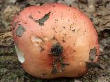 Russula pseudointegra 