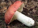 Russula pseudointegra 