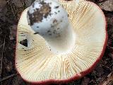Russula pseudointegra 