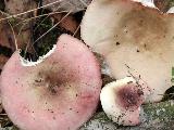 Russula exalbicans 