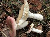 Russula exalbicans 