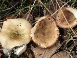 Russula versicolor 