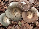 Russula medullata 