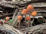 Hypholoma dispersum