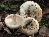 Lactarius aquizonatus