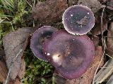 Russula versicolor 